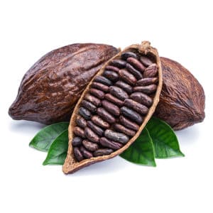 cocoa pods and cocoa beans chocolate basis isolated on a white background.