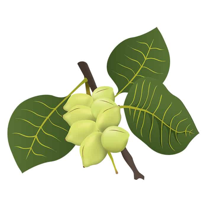 take bioactives ingredients kakadu plum